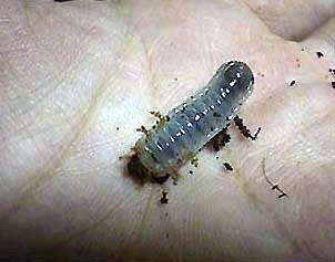 G. goliatus (1st instar larva) - Image  Fan Lin