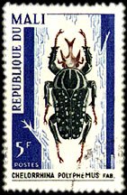Chelorrhina polyphemus, Mali - 1967