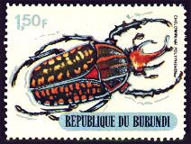 Chelorrhina polyphemus, Burundi - 1970