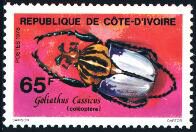 Goliathus cacicus, Ivory Coast - 1978