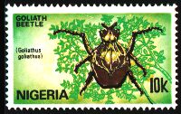 Goliathus goliatus, Nigeria - 1986