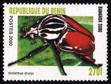 Goliathus goliatus, Benin - 2000