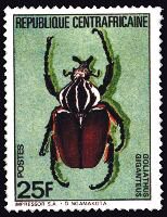 Goliathus goliatus, Central Africa - 1985