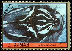 Goliathus goliatus, Ajman (United Arab Emirates) - 1986