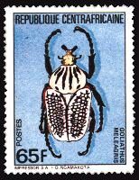 Goliathus orientalis, Central Africa - 1985