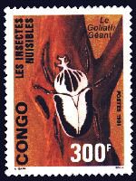 Goliathus regius, Congo - 1991