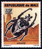Goliathus regius, Mali - 1994
