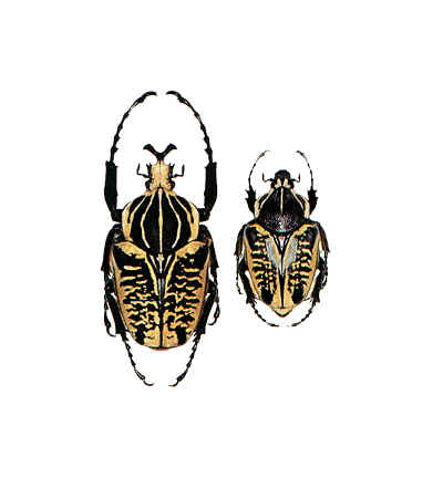 Goliathus albosignatus pair