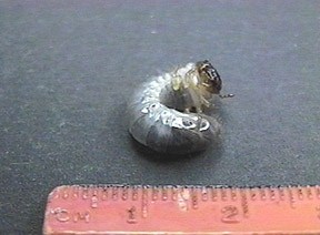 Early 1st instar Chalcosoma caucasus larva - Image  C. Campbell