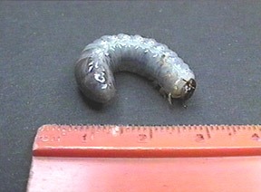 Late 1st instar Chalcosoma caucasus larva - Image  C. Campbell