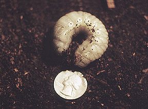 Late 2nd instar Chalcosoma caucasus larva - Image  C. Campbell