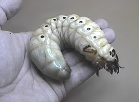 Late 3rd instar Chalcosoma caucasus larva - Image  C. Campbell