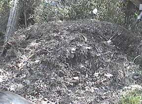 Compost pile - Image  C. Campbell