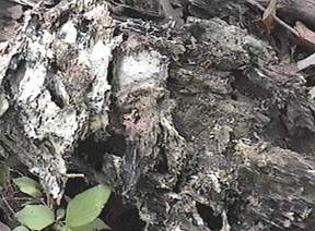Decayed stump - Image  C. Campbell
