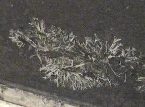 Fungal myceia in rearing terrarium - Image  C. Campbell