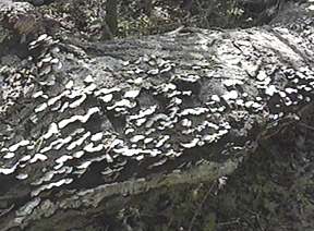 Shelf fungi on a decaying log - Image  C. Campbell