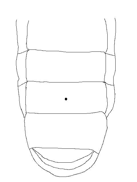 male Dynastes hercules larva - ventral view