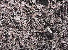 Close-up of leaf mulch - Image  C. Campbell