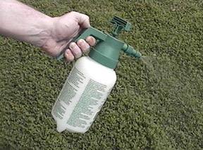 Small pressure sprayer for moistening terraria - Image  C. Campbell