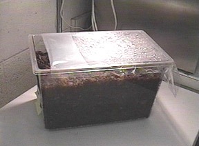Plastic rearing box for scarab larvae - Image  C. Campbell