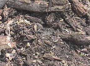 Close-up of wood mulch - Image  C. Campbell