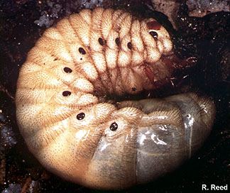 Augosoma centaurus larva - Image  R. Reed