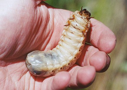 Chelorrhina polyphemus (3rd instar larva) - Image  C. Campbell