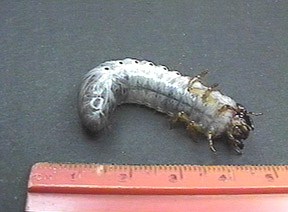 Young 2nd instar Chalcosoma caucasus larva - Image  C. Campbell