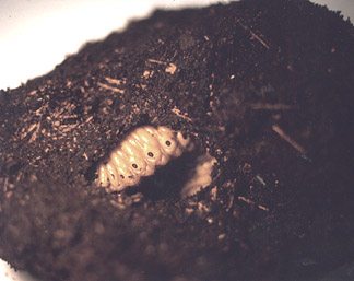 Chalcosoma caucasus larva in pupation cell - Image  C. Campbell