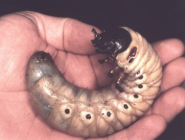 Chalcosoma caucasus larva - Image  R. Reed
