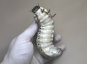 Chalcosoma caucasus larva (male) - Image  C. Campbell