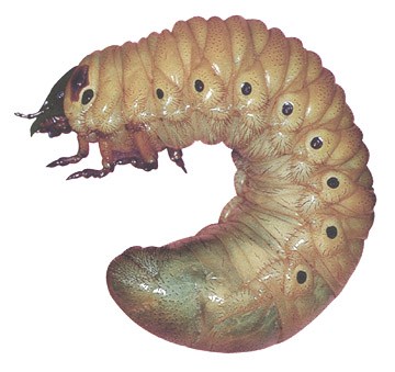Chalcosoma caucasus larva
