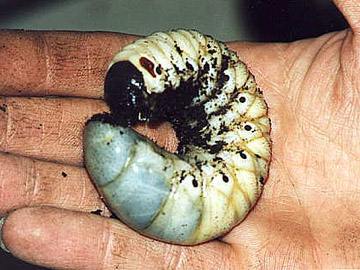 Chalcosoma atlas (3rd instar larva) - Image  Al O Myrrhina