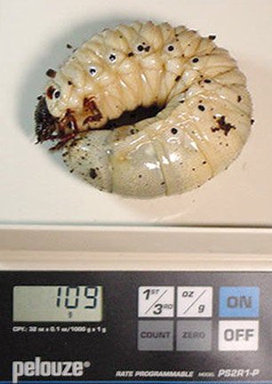 Dynastes hercules larva - Image  J. Lai