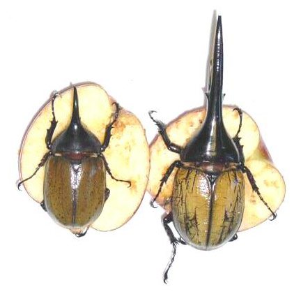 Dynastes hercules (males) - Image  J. Lai