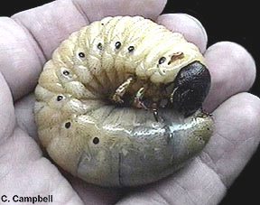 Dynastes tityus larva - Image  C. Campbell