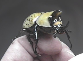Dynastes tityus (male) - Image  C. Campbell