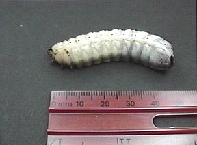 Eudicella gralli (3rd instar larva) - Image  C. Campbell
