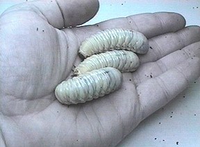 Eudicella smithi (3rd instar larvae) - Image  C. Campbell