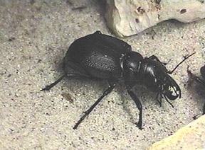 Mantichora scabra (female) - Image  C. Campbell