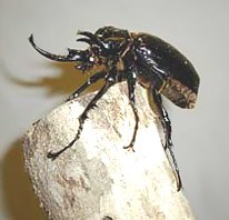 Megasoma mars (male) - Image  NAOKAWA