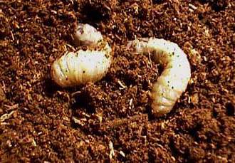 Plusiotis (=Chrysina) gloriosa (3rd instar larvae) - Image  Fan Lin
