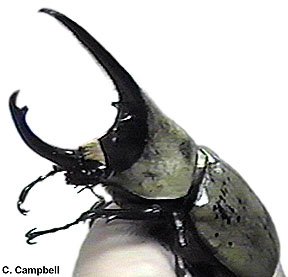 Dynastes granti (male) - Image  C. Campbell
