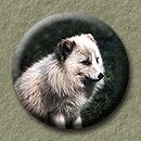 go to:  Arctic fox