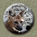 go to:  Maned wolf