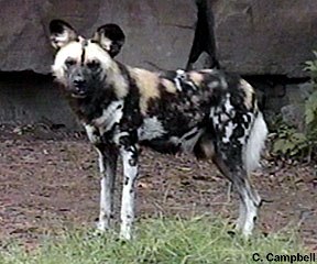 African wild dog - Image  C. Campbell