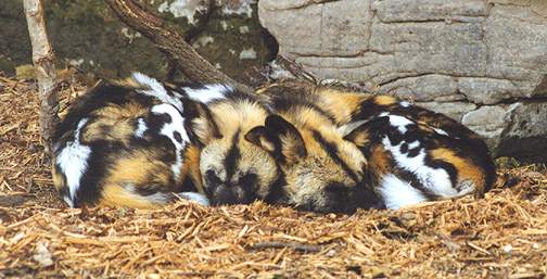 African wild dogs (pair) - Image  C. Campbell