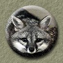 go to:  Grey fox