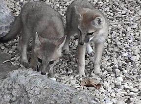 swift fox pups - Image  C. Campbell