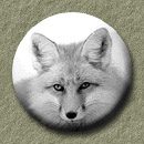 go to:  Red fox